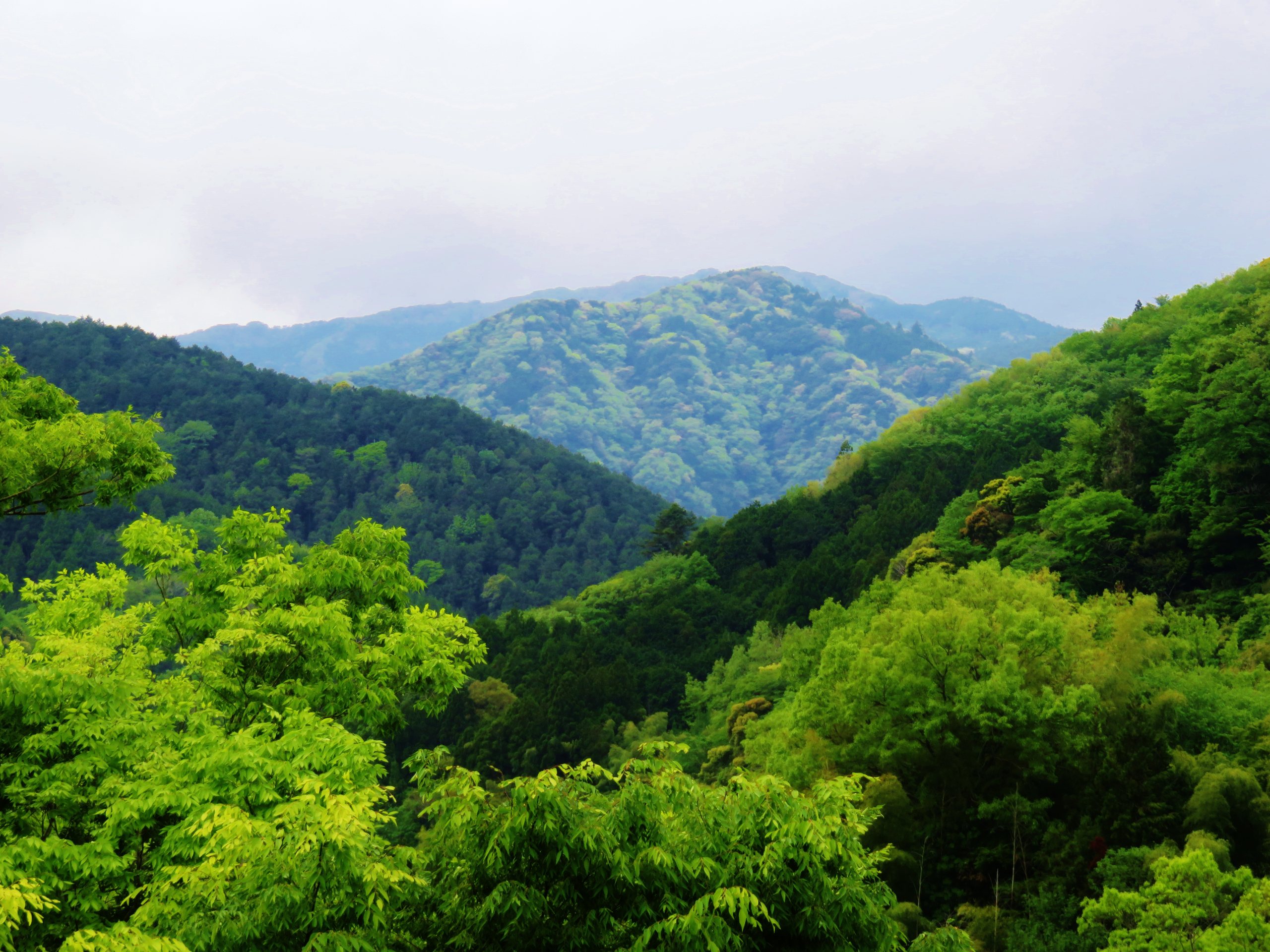 The wooded ridges of the Amagi mountains above Yugashima in early summer