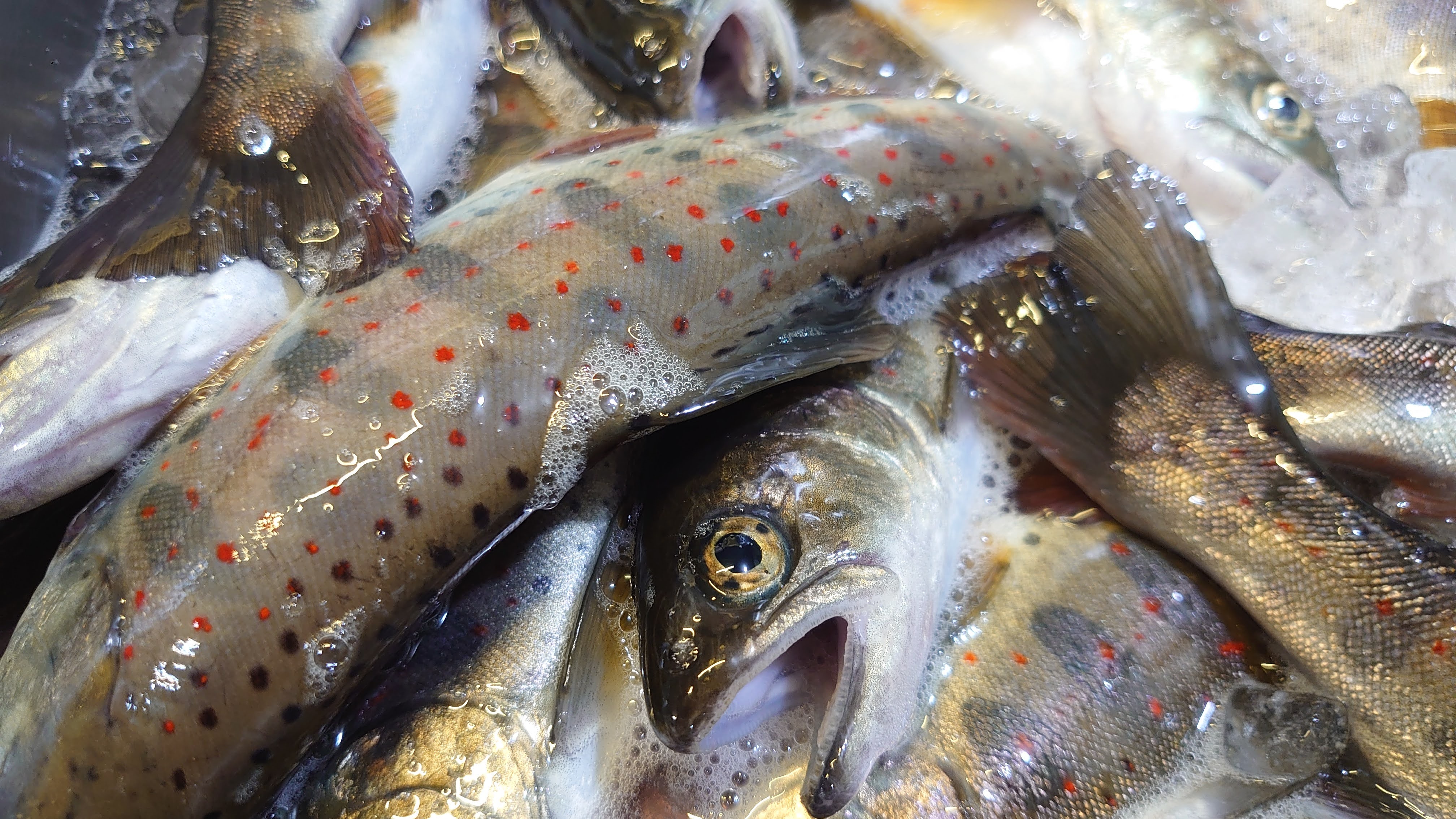 Amagi Benihime amago, river char marked with red spots along the flank