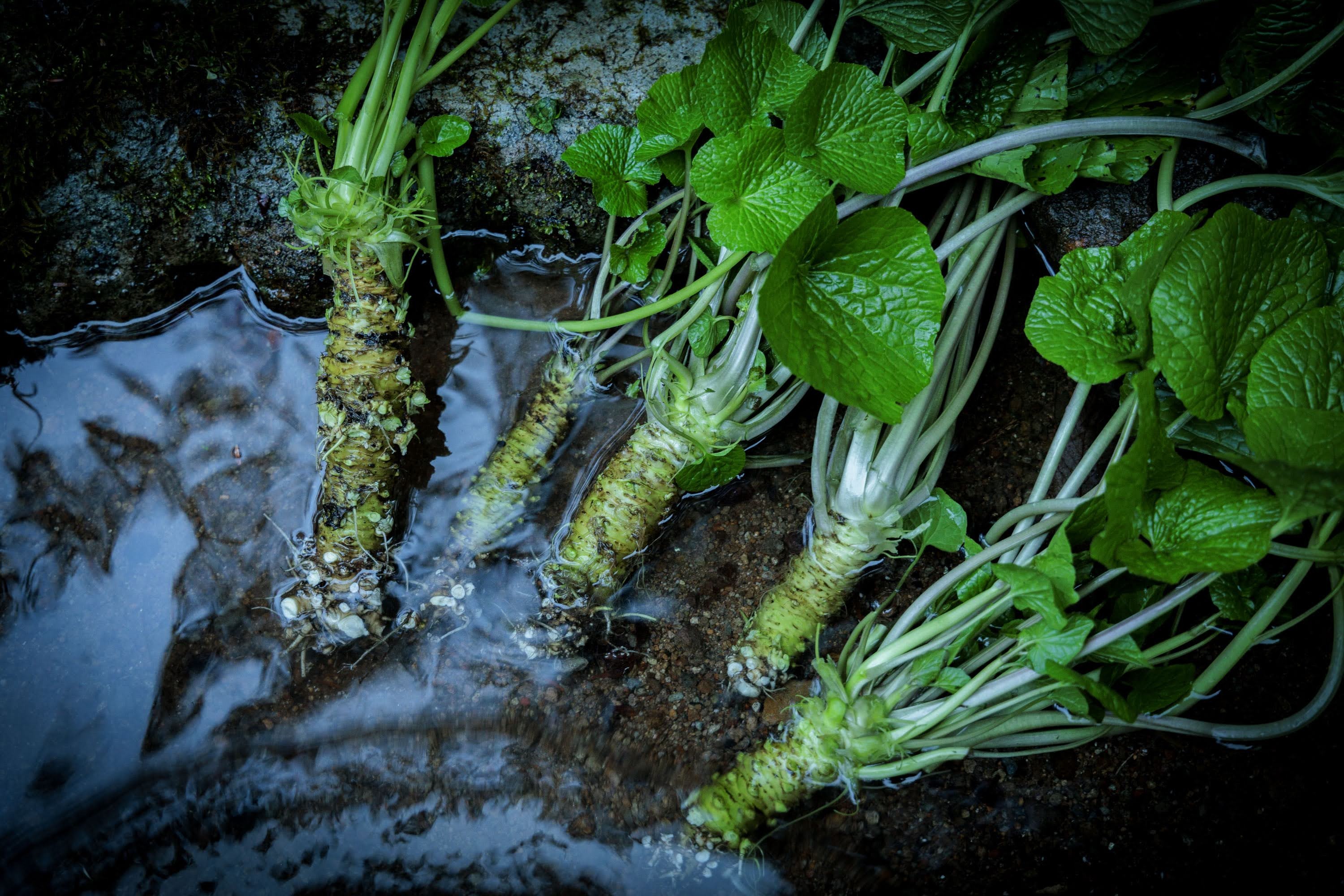 Freshly pulled Amagi wasabi rhizomes lying in cold running spring water