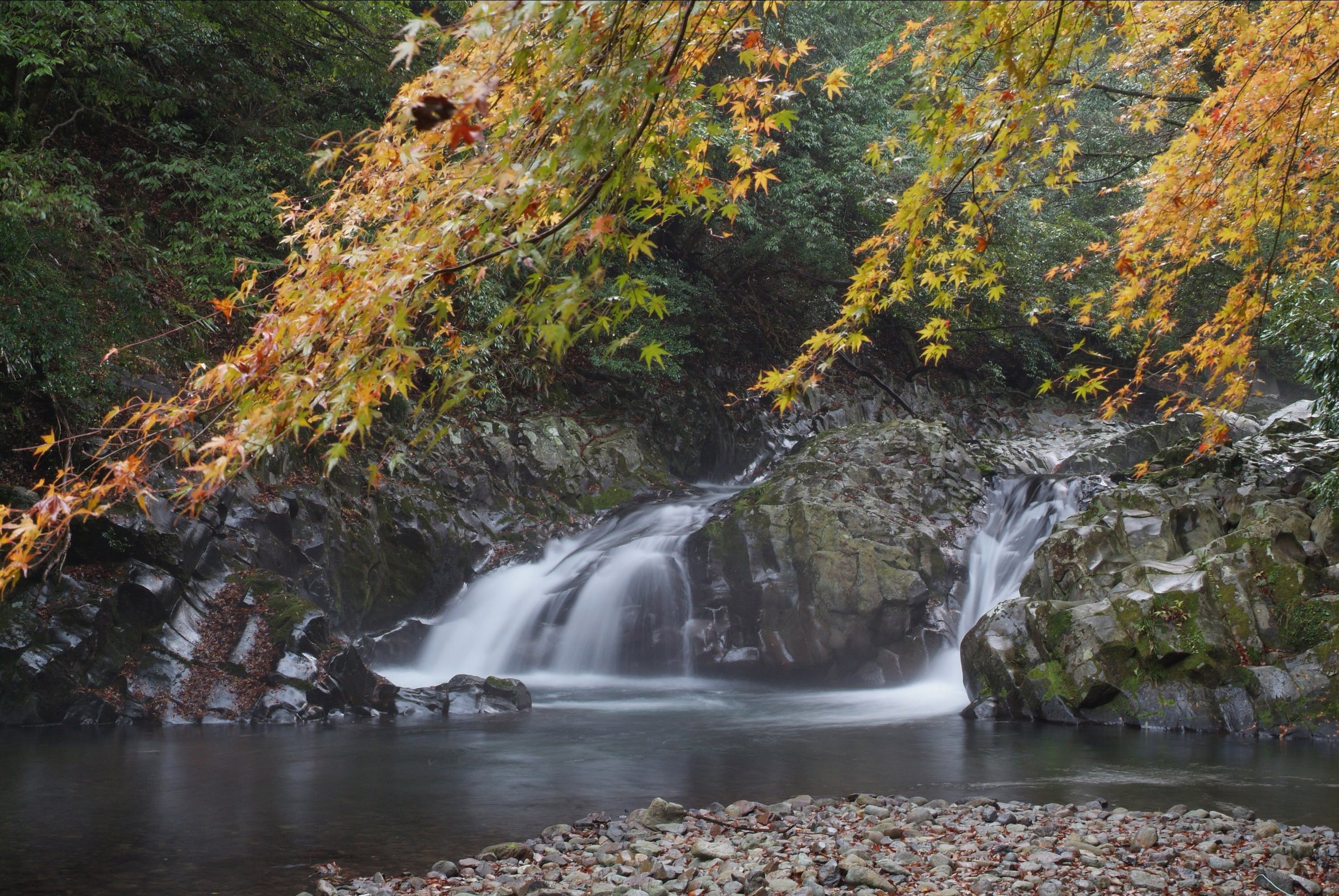 Autumn maples over the Amagi river, water falling into a still pool below Shirakabe