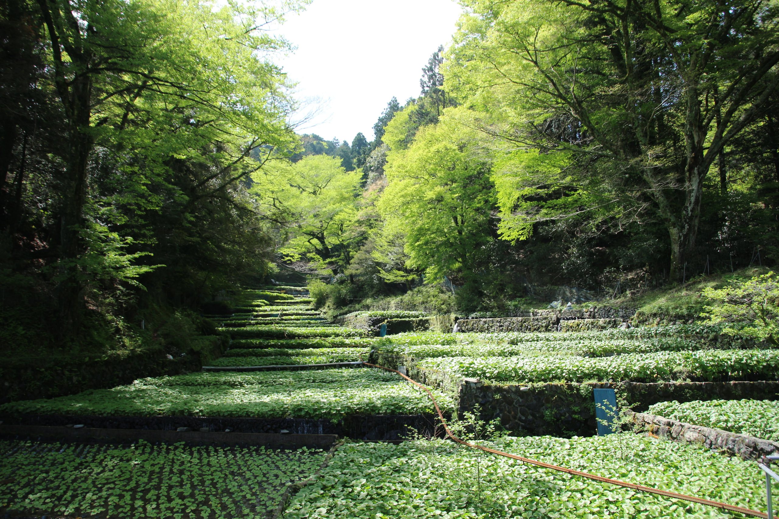 Terraced wasabi fields running up a wooded valley in Amagi, fed by running spring water