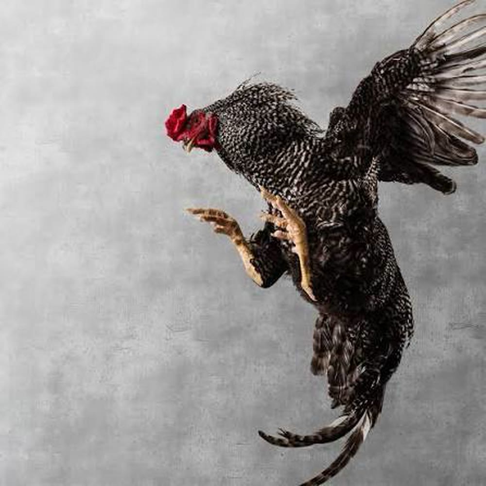 Amagi shamo, the game fowl raised in the hills above Yugashima