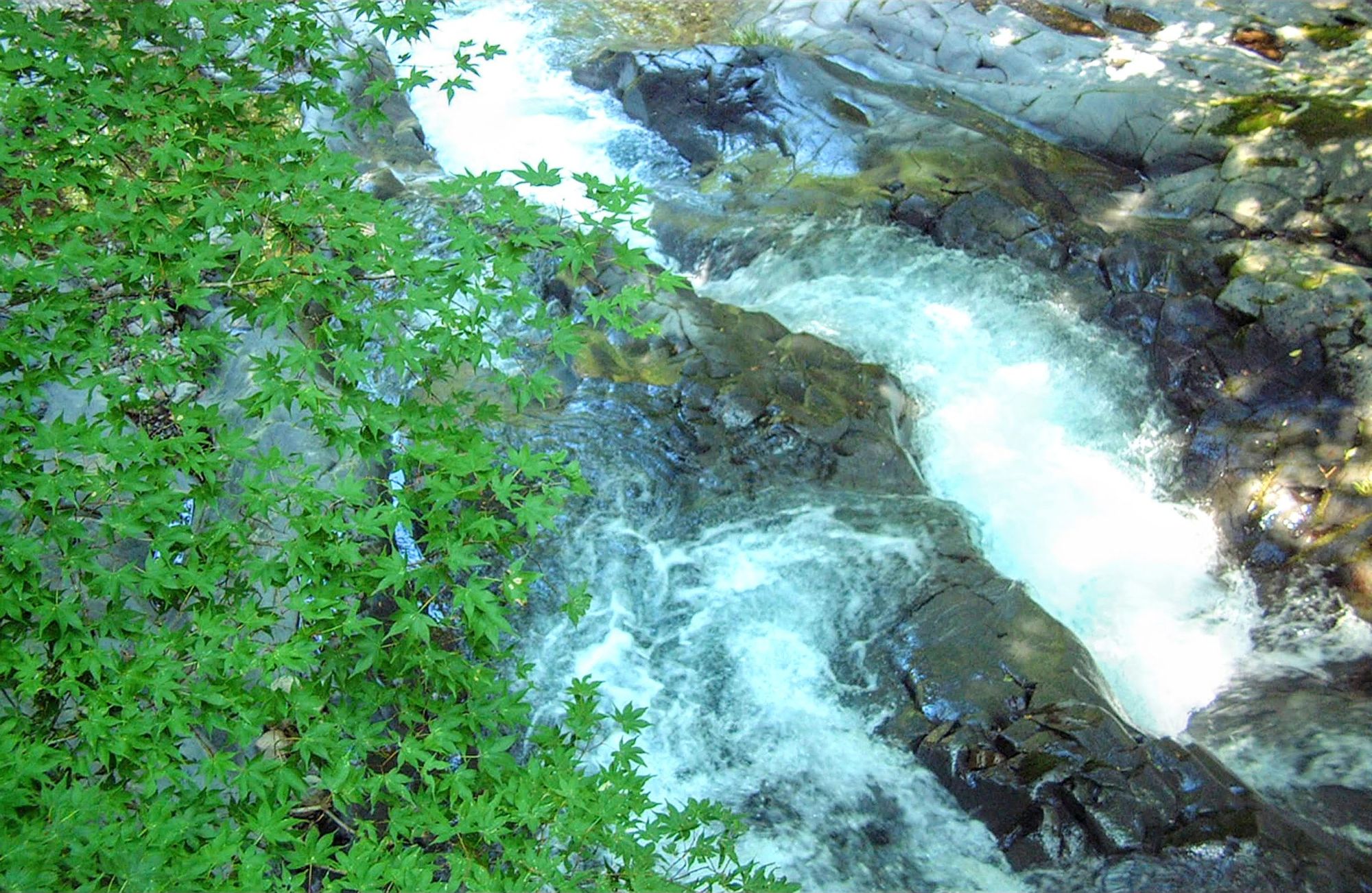 The Amagi river running white over dark rock, green maple leaning in from the bank